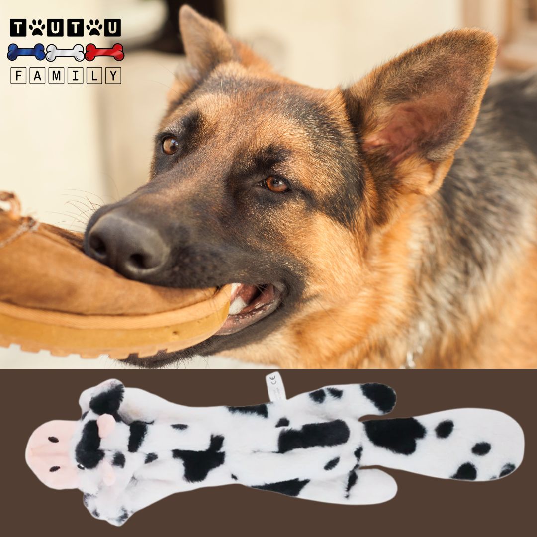 Peluche-indestructible-pour-chien-vache un berger allemand qui mord et tire avec sa peluche avec 2 couineurs sécurisé pour un jeu interactif de tir à la corde