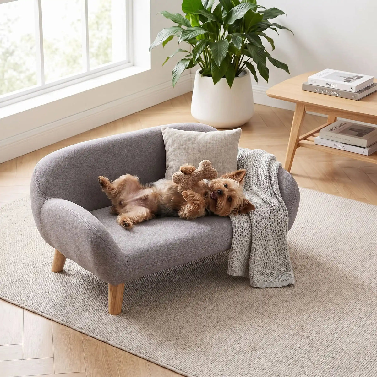 Petit-canape-pour-chien-chiot-design de couleur gris, dossier et accoudoirs arrondis dans un style scandinave, tissu résistant aux griffes, rembourrage 100% coton haute densité pour un confort optimal, structure en bois massif et surélevé avec 4 pieds en bois massif pour chiot et chien de 0 à 8 kilos-un chien de petite race couché sur le dos et les pattes en l'air sur son canapé gris design sur pied en bois massif et rembourrage en éponge coton ergonomique dans le salon de l'appartement