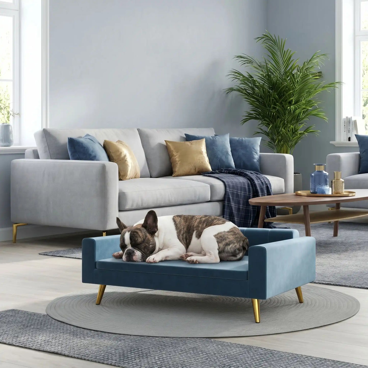 Petit-canapé-pour-chien-chiot-design scandinave chic en velours sur 4 pieds inoxydable de couleur doré avec patin antidérapants et anti rayures , dossier et accoudoirs rembourrés 100% coton haute densité et coussin amovible déhoussable et lavable en machine à laver pour chiot et chien de petite à moyenne taille de 0 à 15 kilos max- un chien de race moyenne qui dort sur le canapé lit design compact au lignes épurées de couleur bleu sur pieds dorés dans le salon design et moderne de la maison