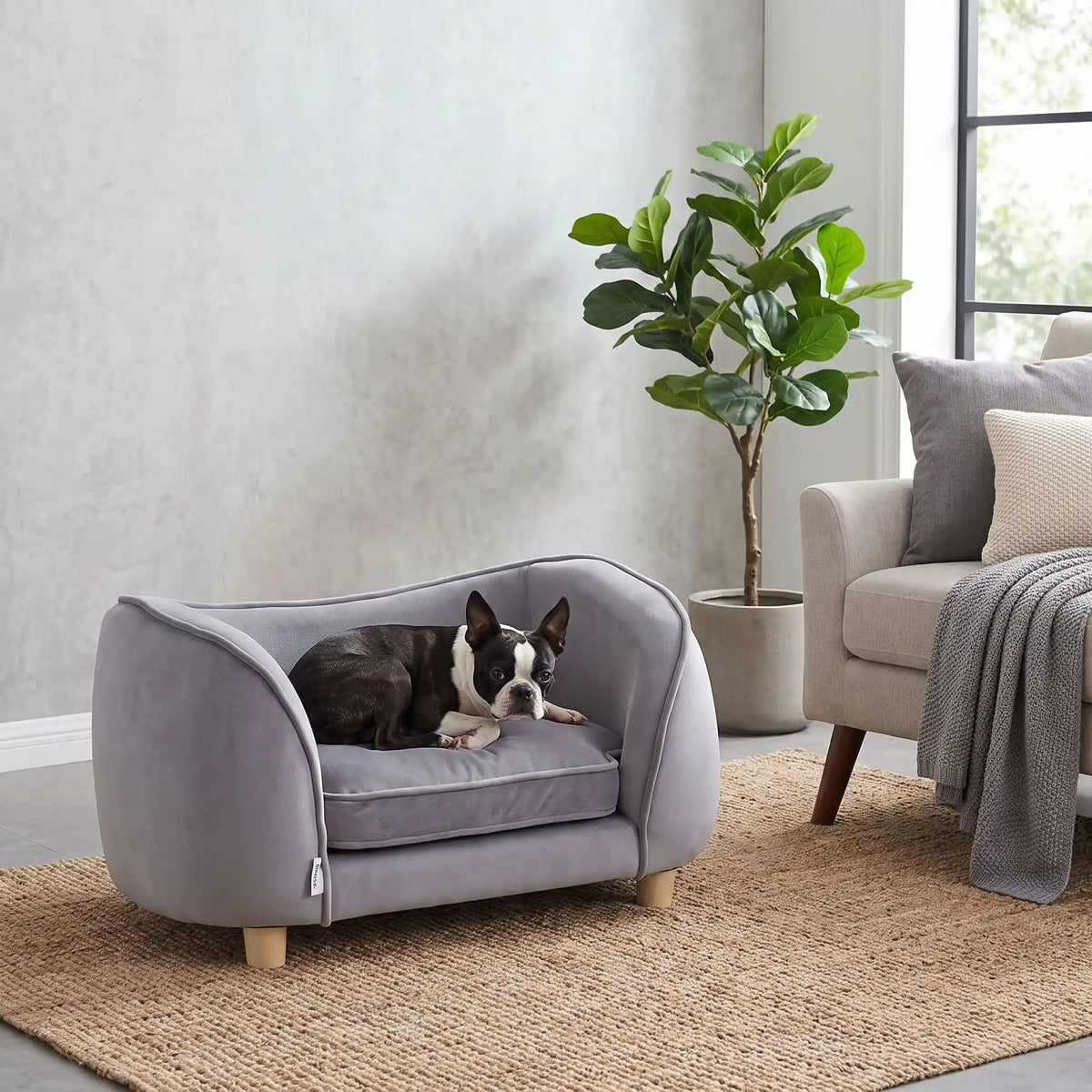 Petit-fauteuil-pour-chien-chiot-coussin intérieur épais au rembourrage 100% coton ergonomique, velours doux et résistant aux griffes, imperméable déhoussable et lavable en machine, de couleur gris, au design enveloppant en forme bateau structrure en bois massif avec 4 pieds à vissés en bois massif et robuste pour chiot et chien de petite taille à moyenne taille-un chien de  race moyenne qui dort paisiblement enveloppé dans son fauteuil avec son haut dossier arrondie en U en velours gris sur 4 pieds en bois 