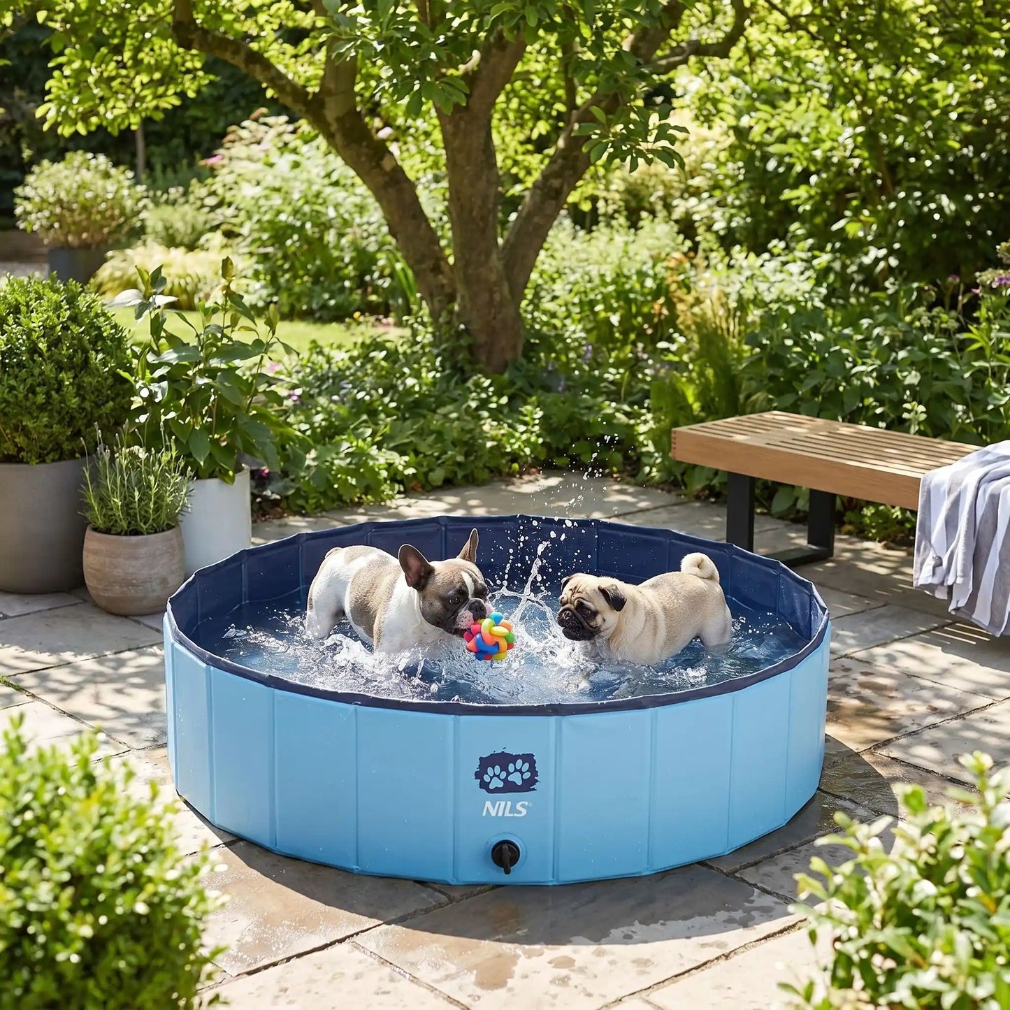 Piscine-pour-chiens-rigide en panneaux MDF robuste anti-affaissement, PVC sans produits toxiques , pliable et lavable de diamètre de 100 cm et de 30 cm de hauteur étudié pour une entrée et sortie facile et sécurisé pour les chiens de taille moyenne, avec bouchon de vidange pratique et rapide, polyvalente piscine à balle, bassin, baignoire pour toilettage-deux chiens de taille moyenne qui se baignent et joue avec bonheur dans la piscine remplie d'eau sur la terrasse du jardin de la maison en été 