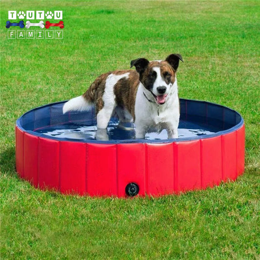 Piscine-pour-petit-chien-solide-un-chien-de-petite-taille-qui-rafraichit-ses-pattes-dans-l-eau-de-la-piscine-posé-sur-la-pelouse-du-jardin-den-été