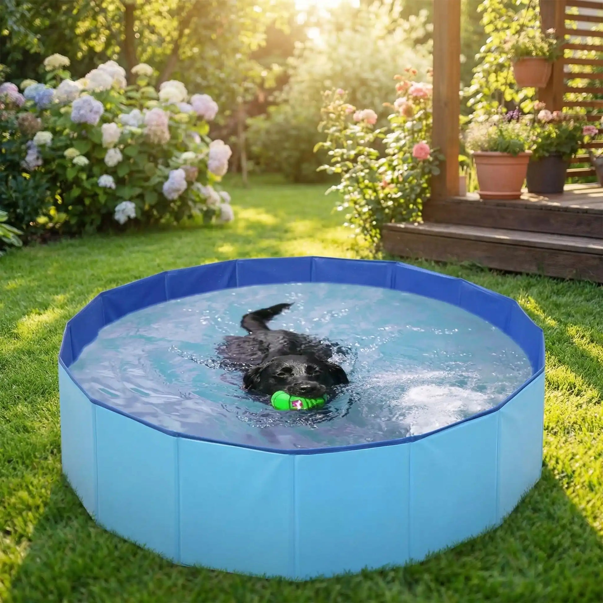 Piscine-rigide-pour-chien chiot, pliable, transportable, antidérapante, résistante aux griffes- de diamètre 80 cm avec bouchon de vidange facile- un labrador qui nage dans la piscine bleu avec sa balle dans la gueule dans le jardin de la maison en été