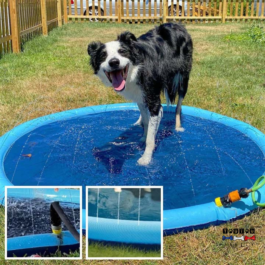 Piscine pour chien - SplashToutou™