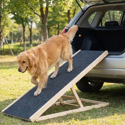 Rampe-pour-chien-pliable, en bois massif robuste de pin et surface adaptable en moquette douce et antidérapante pour un accès sécurisé et facile au meubles, canapé, lit de la maison ou en transport en déplacement, en voiture pour la montée et la descente du chien en toute autonomie et sécurité-un Golden retriever qui descend confortablement du coffre de la voiture tout seul sur la rampe inclinée pour un accès au sol sans avoir besoin d'être porté par son maitre