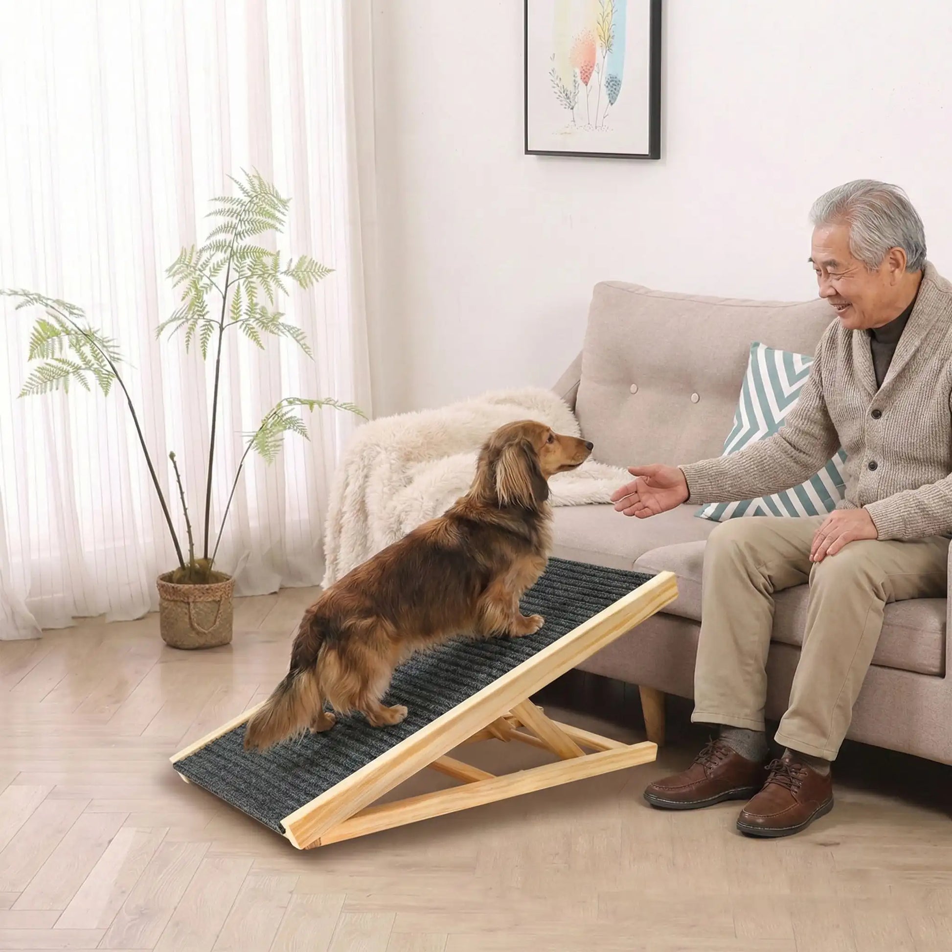 Rampe-pour-chien-pliable, en bois massif robuste de pin et surface adaptable en moquette douce et antidérapante pour un accès sécurisé et facile au meubles, canapé, lit de la maison ou en transport en déplacement, en voiture pour la montée et la descente du chien en toute autonomie et sécurité-un chien à pattes  courtes qui monte sur la rampe inclinée pour un accès au canapé en toute sécurité, idéal pour les races aux articulations fragiles, âgés, atteint de dysplasie, en croissance ou convalescence
