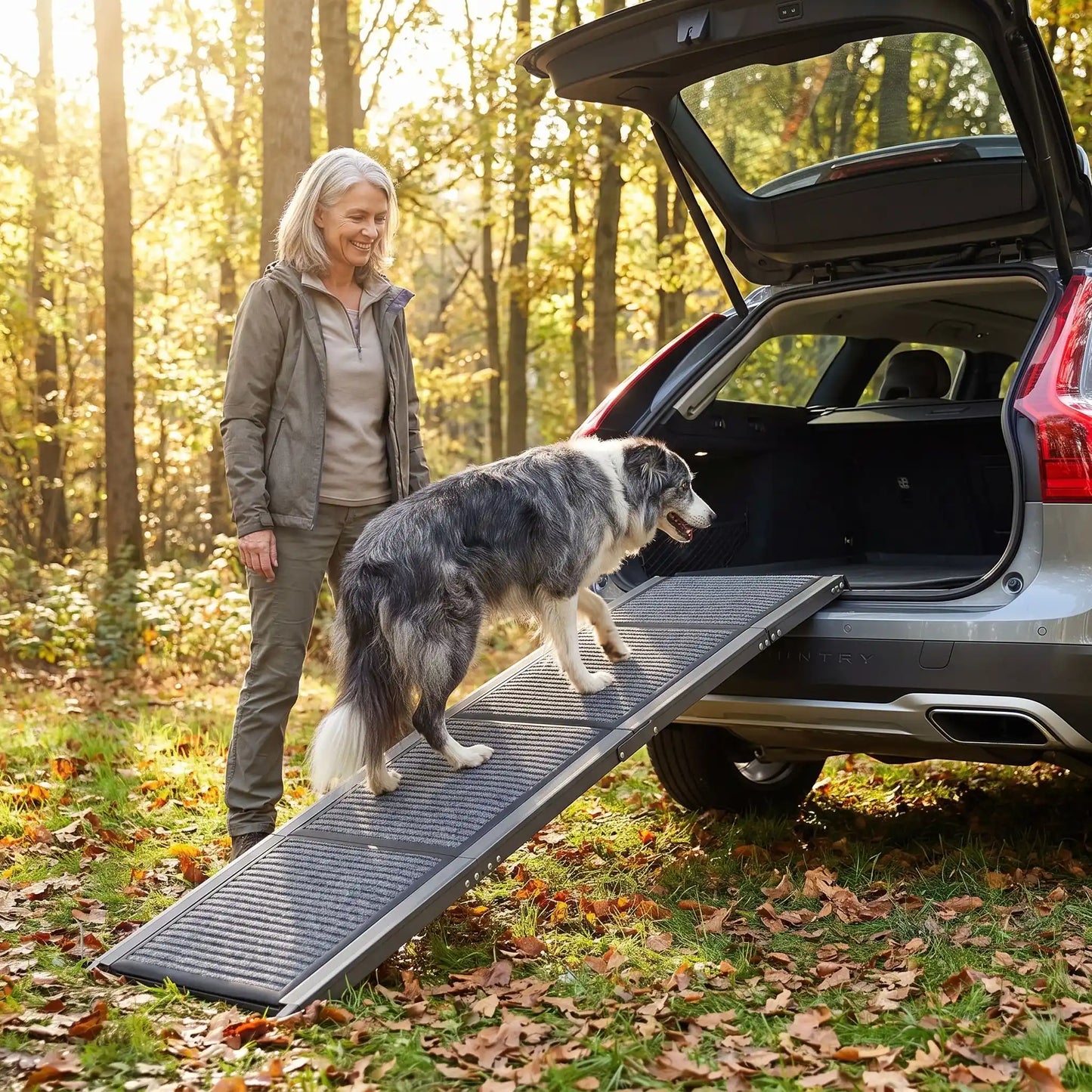 Rampe-pour-chien-chiot pout voiture de 180-cm universelle pour accès facile par la portière ou coffre de voiture, berline, monospace, camionette, SUV, 4x4, camping-car, réglable en Aluminium 6063 haute résistance avec des bords renforcés de 2 mm, cette rampe pour chien supporte jusqu'à 113 kg, antidérapante et 100% imperméable, pliable et compacte, légère de 7 kg transportable pour chiot et chien de toute taille-un chien de moyenne taille âgé qui monte sur la rampe pour aller dans le coffre de la voiture 
