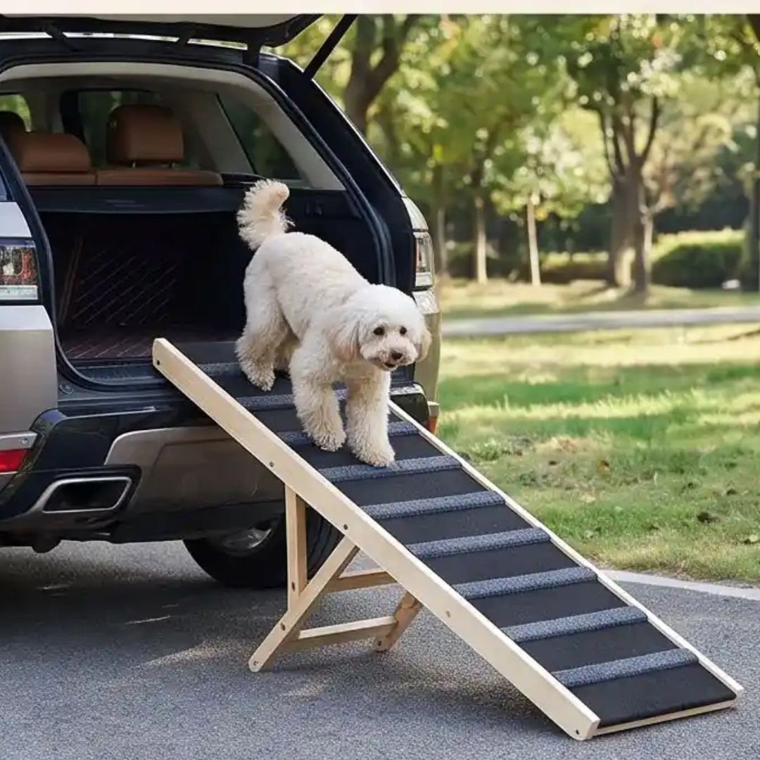 Rampe-pour-chiens-chiots pliable, en bois massif robuste de pin et surface adaptable en moquette douce et petites marches tranversales antidérapante pour un accès sécurisé et facile canapé, lit de la maison ou en transport en déplacement, en voiture pour la montée et la descente du chien en toute autonomie et sécurité, 5 hauteurs réglables -un chien de race moyenne qui descend sur la rampe en bois réglable pour descendre en toute sécurité du coffre de la voiture pour une balade au parc