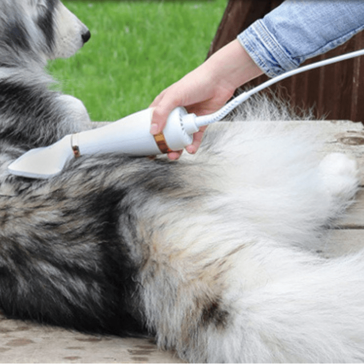 Séchoir-pour-chien et chiot 2 en 1 avec sa brosse intégrée, 3 vitesses de chauffe, avec filtre anti poussière et moteur durable, silencieux , léger, portable et maniable, brosse amovible inclinéé à 135° pour un brossage sans danger qui masse et favorise la circulation sanguine, élimine efficacement les poils morts et sèche et coiffe en même temps-gros plan sur un grand chien qui se fait brosser et sécher confortablement par sa maitresse avec le séchoir sur la terrasse de la maison