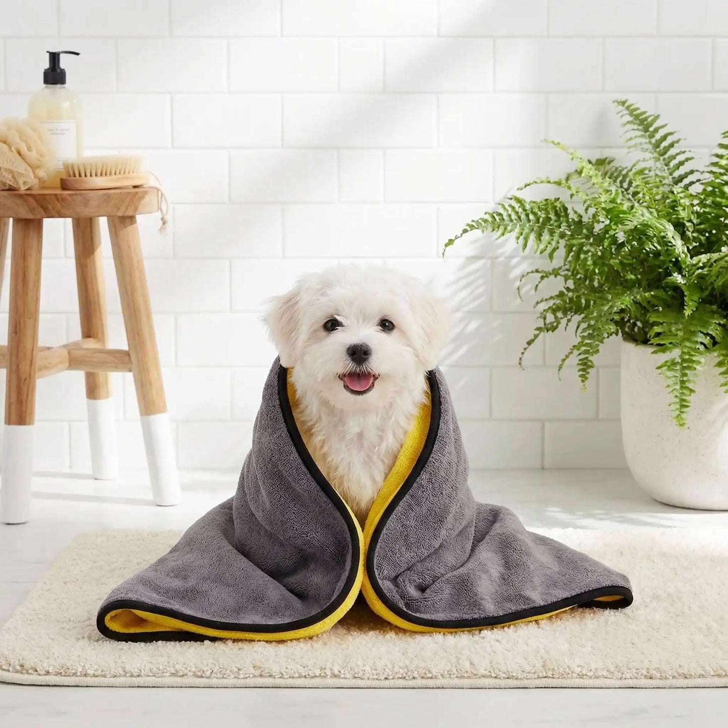 Serviette-pour-chien-chiot-lot-de-2 en microfibre, ultra-absorbante, ultra-douce pour une utilisation polyvalente, bain, toilettage, sortie, disponible en 2 taille pour chien de petite à grande taille-un Bichon maltais enveloppé dans la serviette absorbante après son toilettage