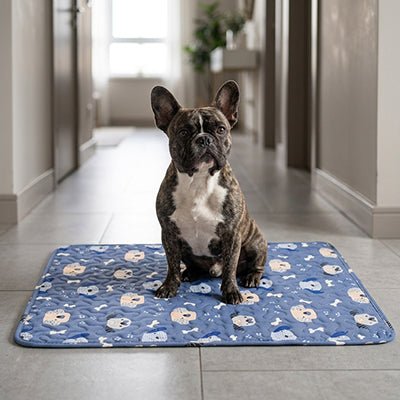 Tapis-pour-chiens-100% imperméable, 100 %coton haute densité lavable en machine, polyvalent, solide et résistant aux griffes, rafraichissant pour l'été et confortable en hiver, protège vos sols et vos meubles, disponible en 4 tailles du XS au L pour chiot et chien de petite à moyenne taille de 0 à 25 kg avec motif mignon-un chien de taille moyenne assis confortablement sur son tapis bleu avec motif mignon de chien et d'os sur le sol du salon de l'appartement