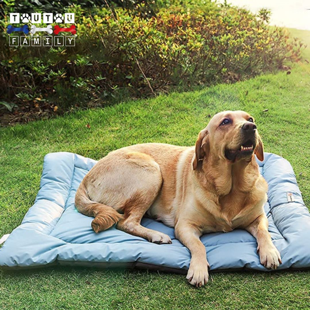 Tapis-imperméable-pour-chien-solide un labrador couché sur son tapis lavable épais et confortable de couleur bleu, transportable, pliable avec sa poignée facile, léger et polyvalent