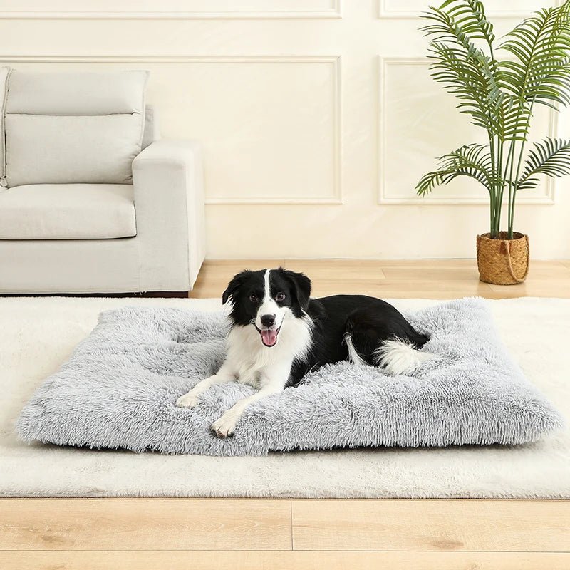 Tapis-pour-chiens-douillet-lavable-antidérapant-imperméable-rembourrage 100% coton haute densité-un Border collie couché confortablement sur son grand tapis ergonomique gris clair dans le salon de la maison