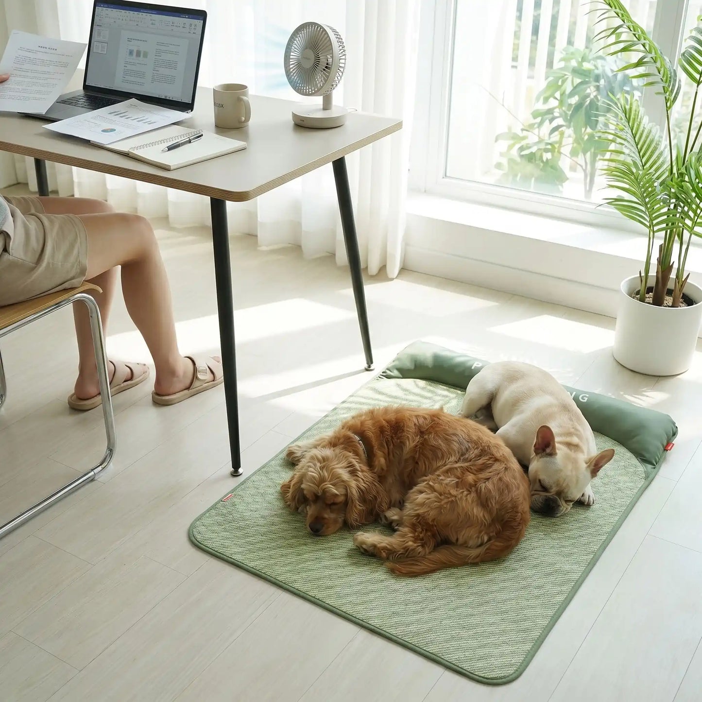 Tapis-rafraichissant-chien, antidérapant, imperméable, résistant aux griffes, lavable à l'eau avec traversin intégré , matelas et coussin rembourré 100% coton haute densité ergonomique pour le cou, sécurisant pour toutes les races de chien et chiot-deux chien de taille moyenne couchés côte à côte sur le tapis rafraichissant sur le sol à côté du bureau de son maitre qui travaille sur l'ordinateur en été