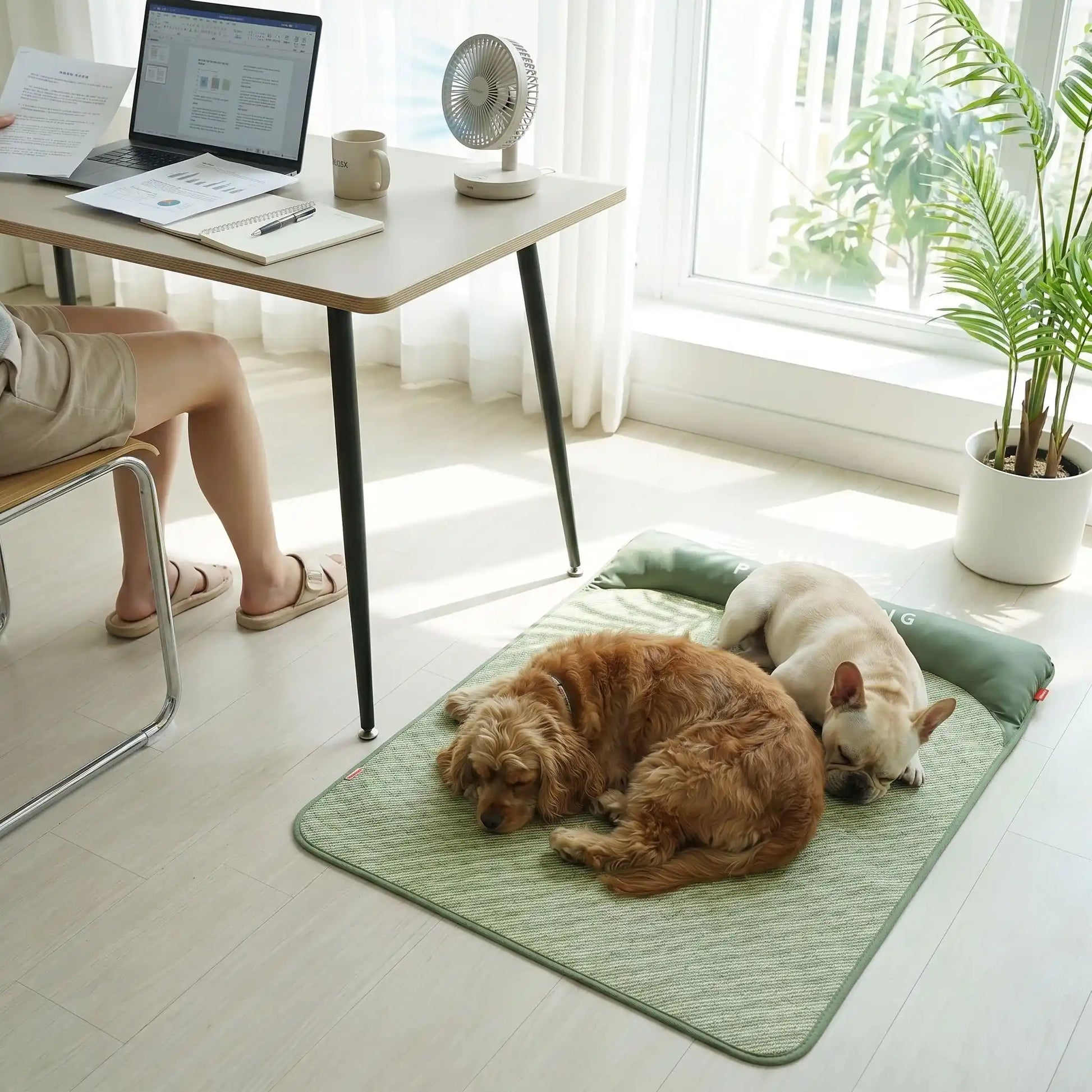 Tapis-rafraichissant-chien, antidérapant, imperméable, résistant aux griffes, lavable à l'eau avec traversin intégré , matelas et coussin rembourré 100% coton haute densité ergonomique pour le cou, sécurisant pour toutes les races de chien et chiot-deux chien de taille moyenne couchés côte à côte sur le tapis rafraichissant sur le sol à côté du bureau de son maitre qui travaille sur l'ordinateur en été