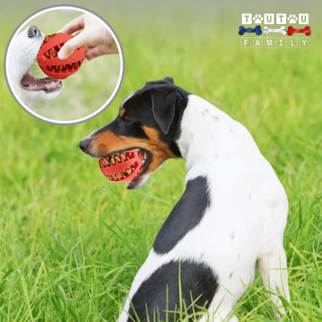 balle-pour-chien-a-croquette