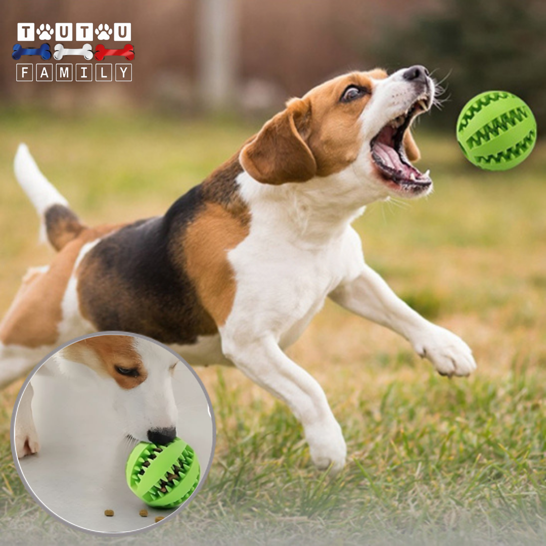 balle-pour-chien-croquette