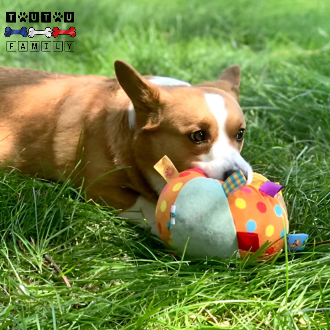 balle-pour-chien-en-peluche-jouet-pour-chiot-dentition-un-welsh-corgi-allongé-dans-l-herbe-tout-calme-avec-la-balle-dans-sa-bouche-comme-une-proie