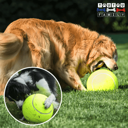 balle_pour_chien_tennis