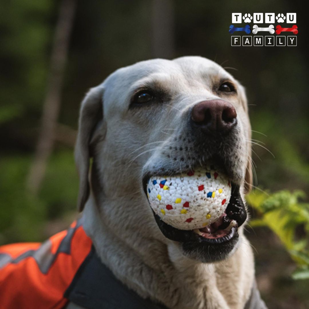 Balle-pour-chien-indestructible-a-mâcher-jouet-interactif-jouet-indestructible-pour-chien-et-mordeur-agressif-un-grand-chien-qui-tient-sa-balle-indestructible-dans-sa-mâchoire-pour-jouer-avec-son-maître