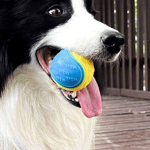 Balle-pour-chien-Lot-de-3-exterieur-et-aquatique, balles flottantes, multicolores, 100 caoutchouc naturel souple et solides , balle sonore quand le chien la presse dans sa mâchoire, surface texturée pour un massage bucco-dentaire très utile pour coulagre les chiots , 3 balles de diamètres de 6,5 cm idéales pour chiot et chien de petite à moyenne race-gros plan sur la mâchoire d'un chien de taille moyenne qui tient fermement la balle solide qui couine