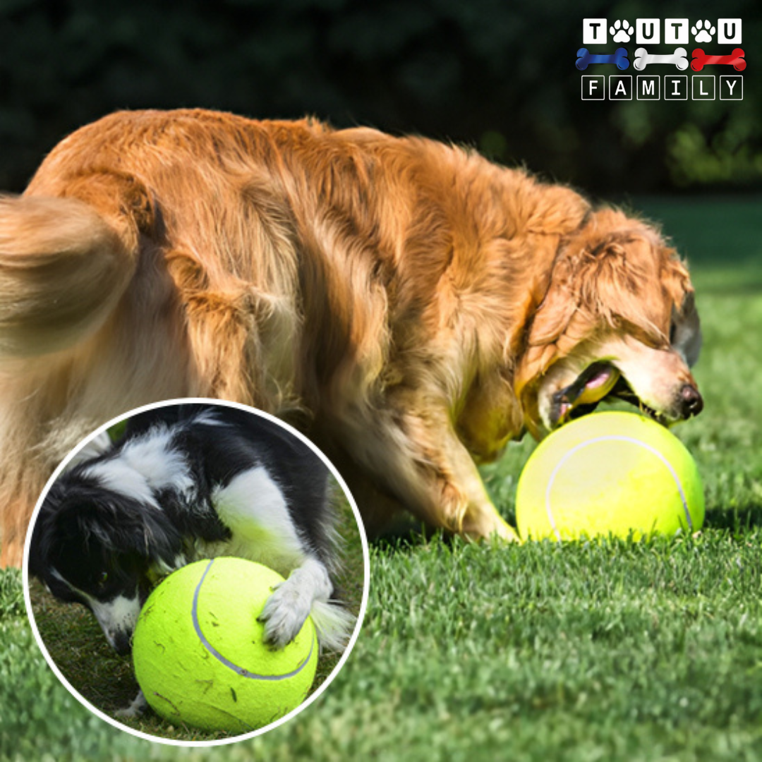 balle_pour_chien_tennis