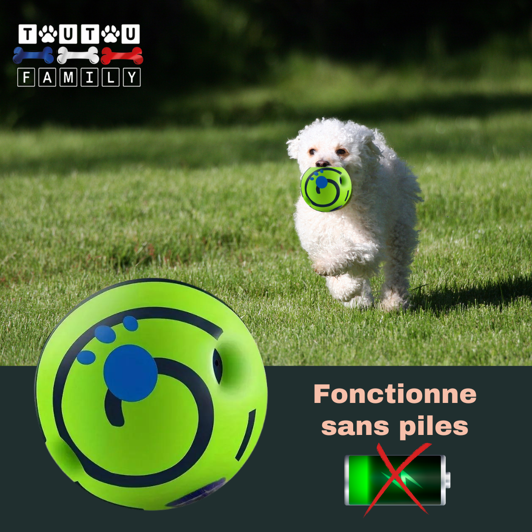 ballon-pour-chien-sonore-à-mâcher-un-bichon-maltais-qui-court-dans-le-parc-avec-la-balle-dans-la-bouche