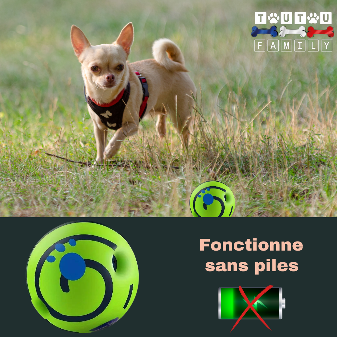 ballon-pour-chien-sonore-chihuahua-qui-court-sur-le-pelouse-derrière-la-balle