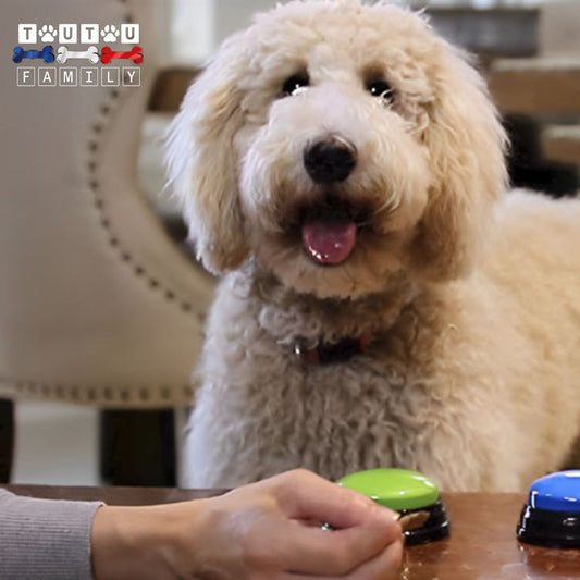 bouton-de-communication-chien-buzzer-interactif-un-maitre-avec-son-chien-qui-utilise-les-boutons-de-communication