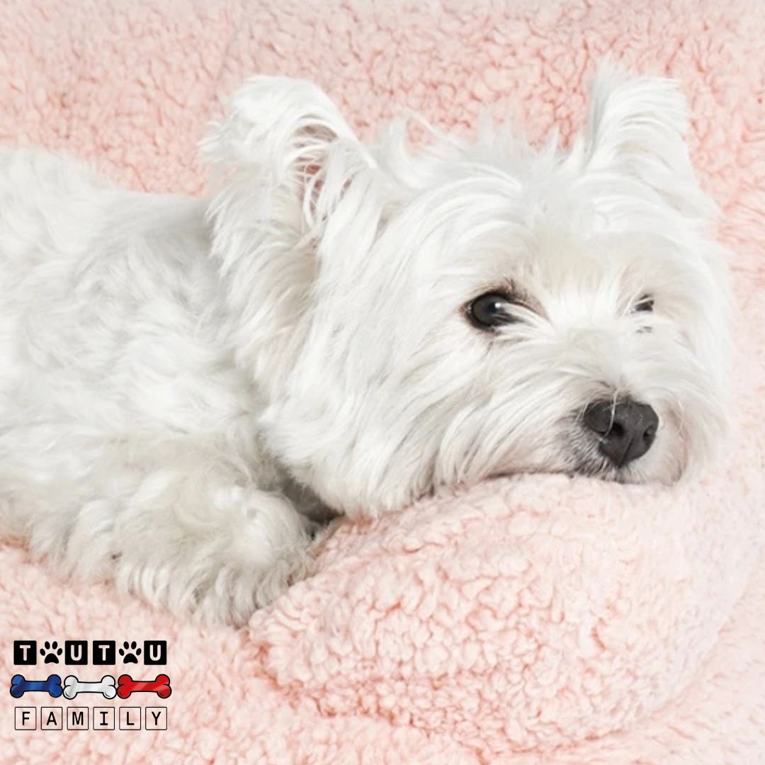 Canapés-pour-chiens-douillet-confortable-chaud-un-westie-couché-la-tête-reposant-sur-l-accoudoir-du-canapé-rose-tout-doux-en-velours-au-rembourrage-100%-coton-ergonomique-épais-et-isolé-du-sol