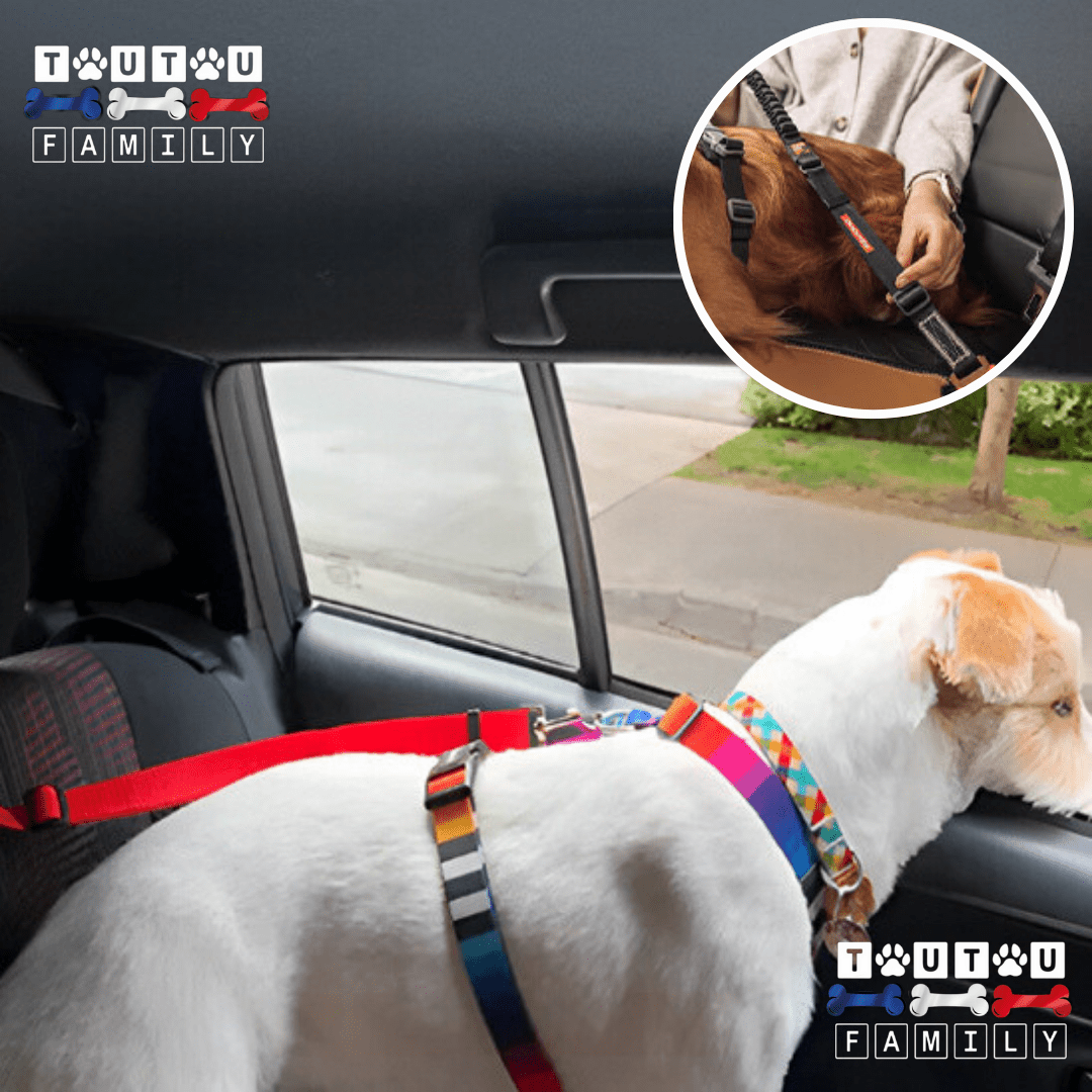 Ceinture de sécurité pour chien - CeintureToutou™
