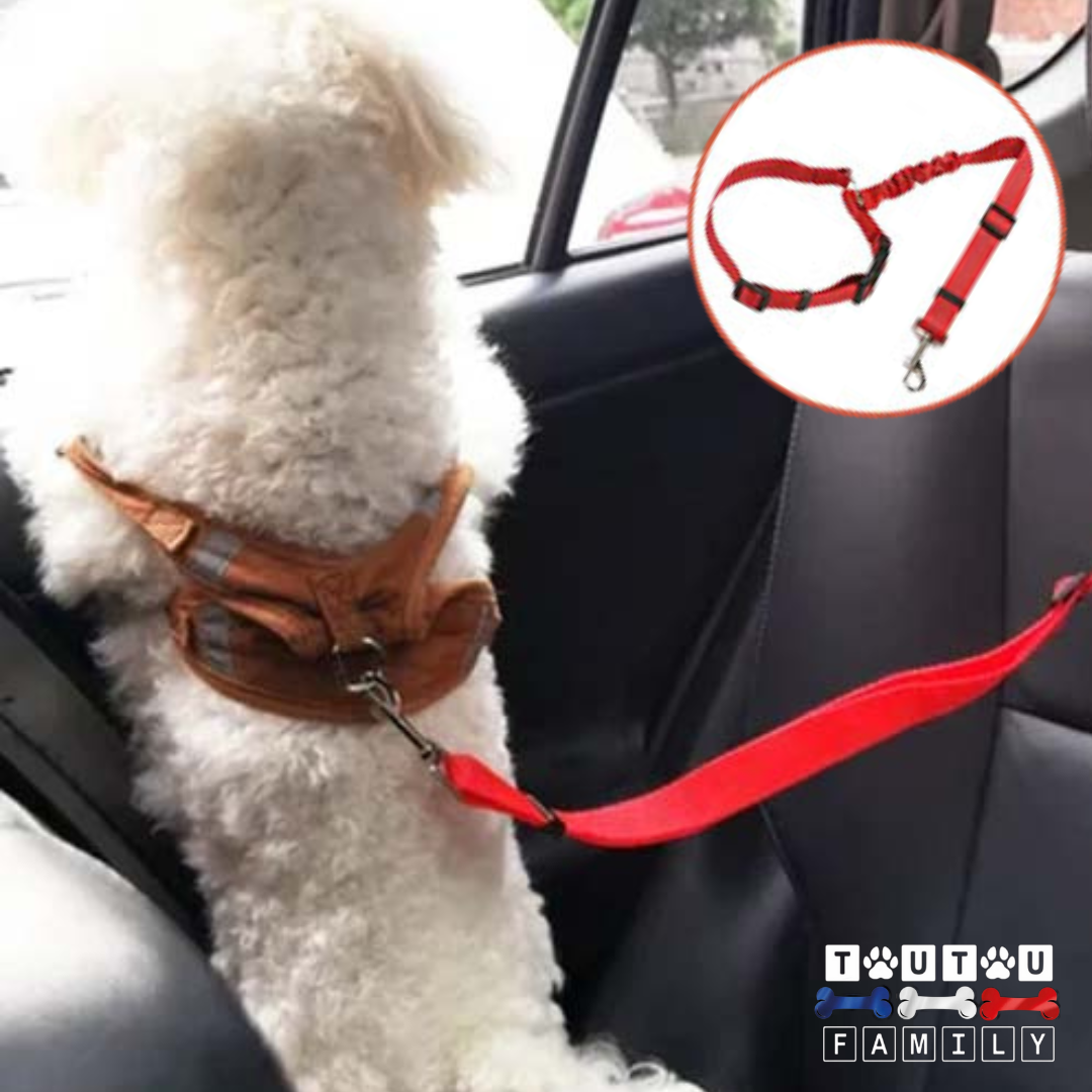 Ceinture de sécurité pour chien - CeintureToutou™