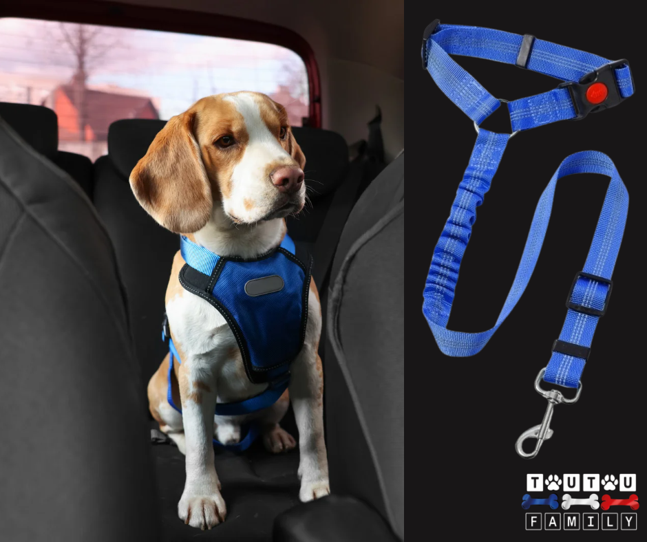 Ceinture de sécurité pour chien - CeintureToutou™