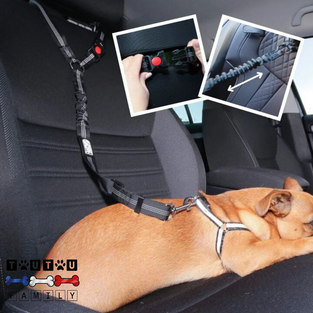 Ceinture de sécurité pour chien - CeintureToutou™