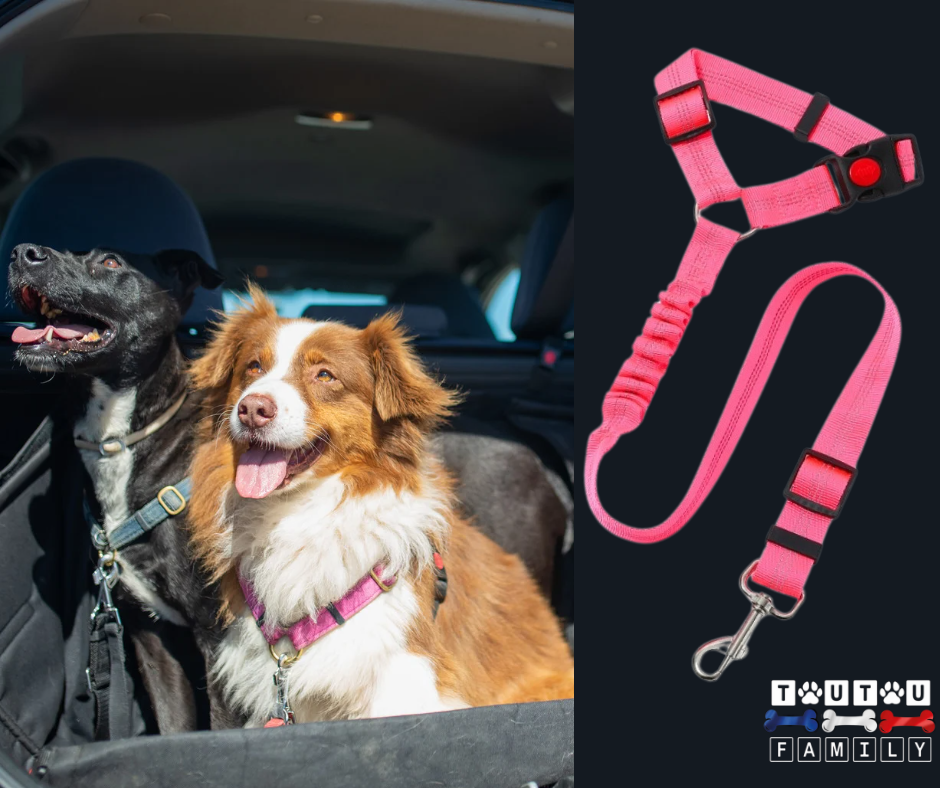 Ceinture de sécurité pour chien - CeintureToutou™