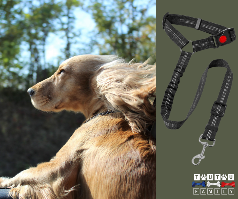 Ceinture de sécurité pour chien - CeintureToutou™