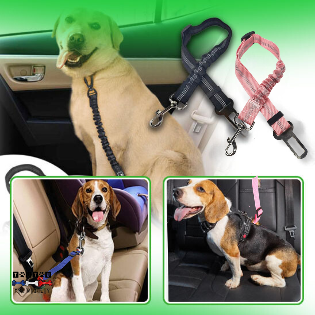 Ceinture de sécurité chien - ClipToutou™