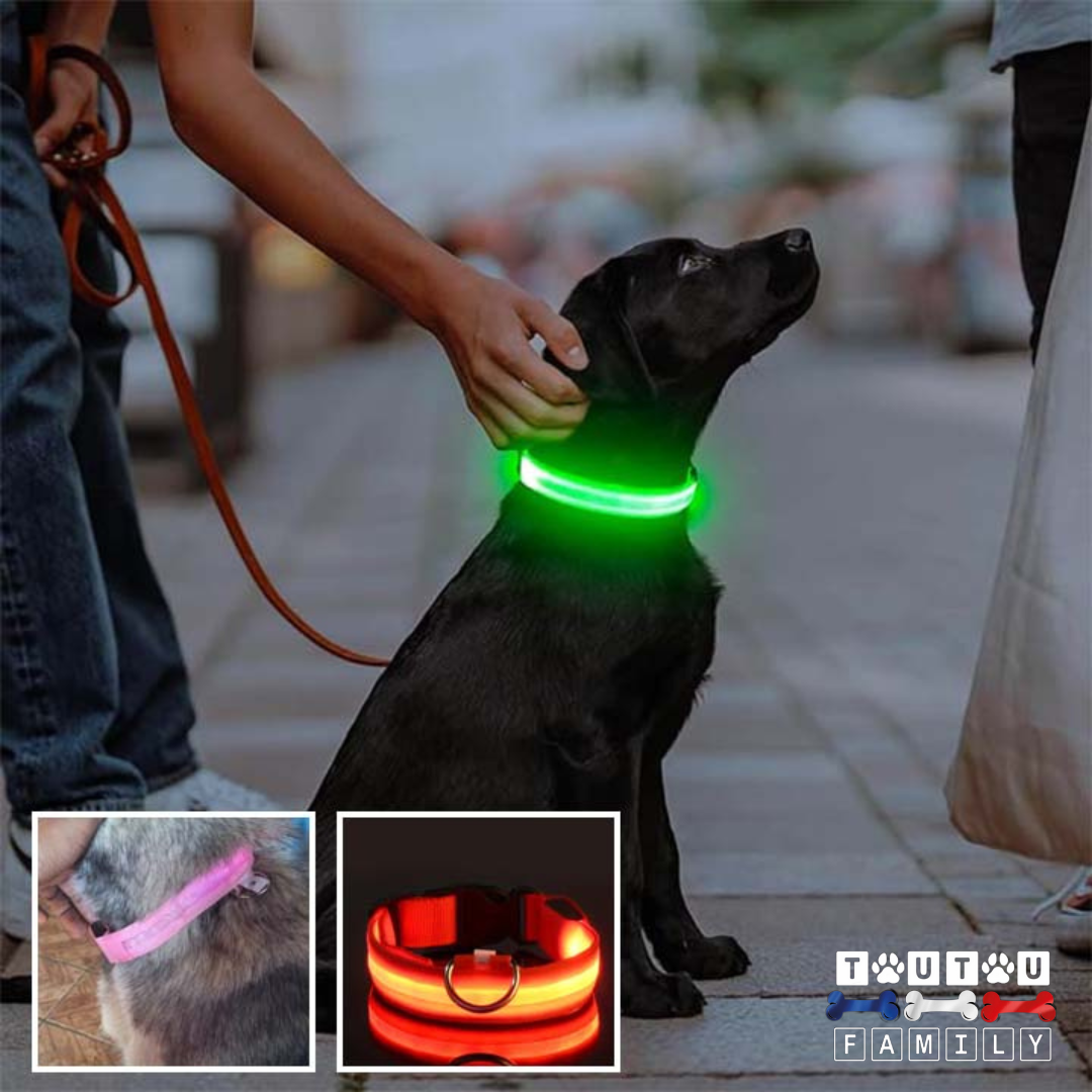 Collier lumineux pour chien - EclairToutou™