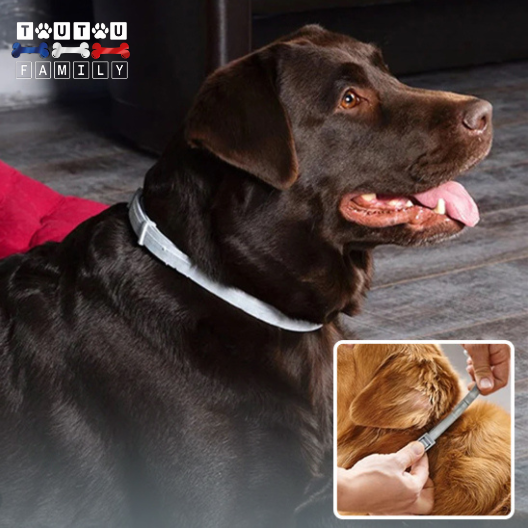 Collier anti puce pour chien - ProtecToutou™