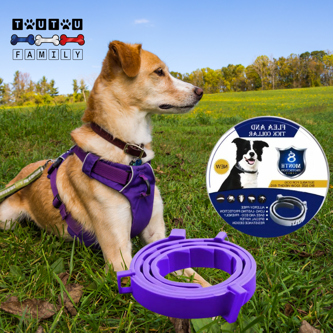 Collier anti puce pour chien - ProtecToutou™