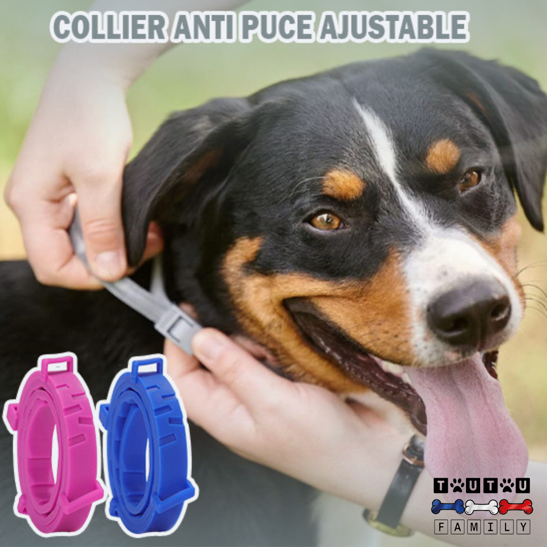 Collier anti puce pour chien - ProtecToutou™