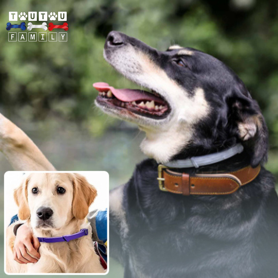 Collier anti puce pour chien - ProtecToutou™