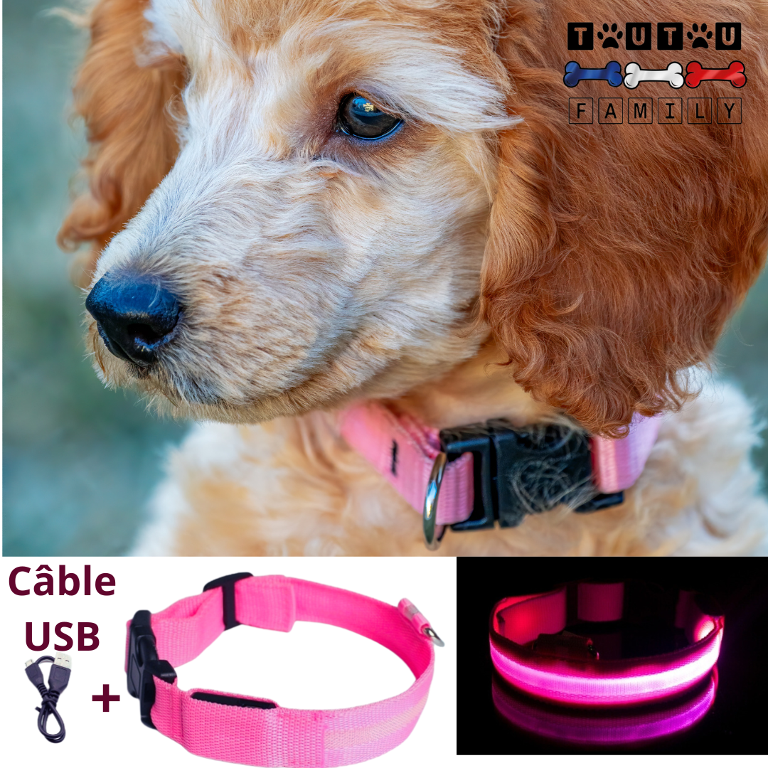 Collier lumineux pour chien - EclairToutou™