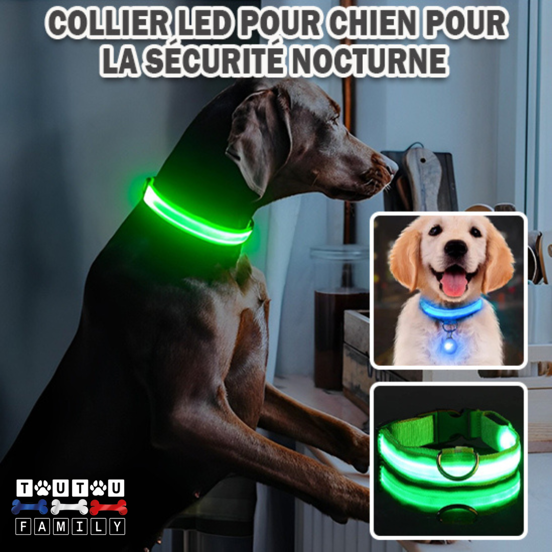 Collier lumineux pour chien - EclairToutou™