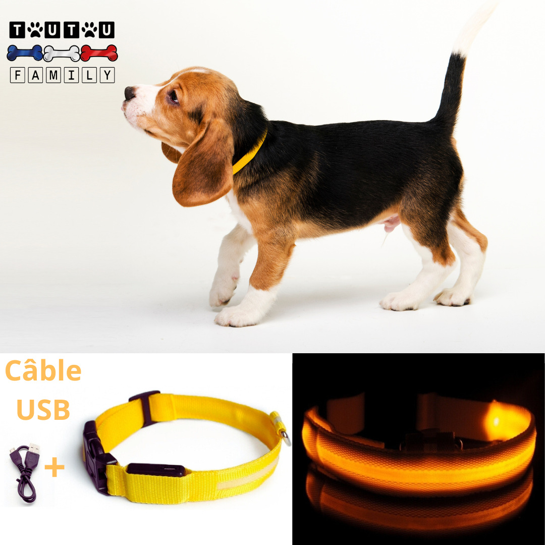 Collier lumineux pour chien - EclairToutou™