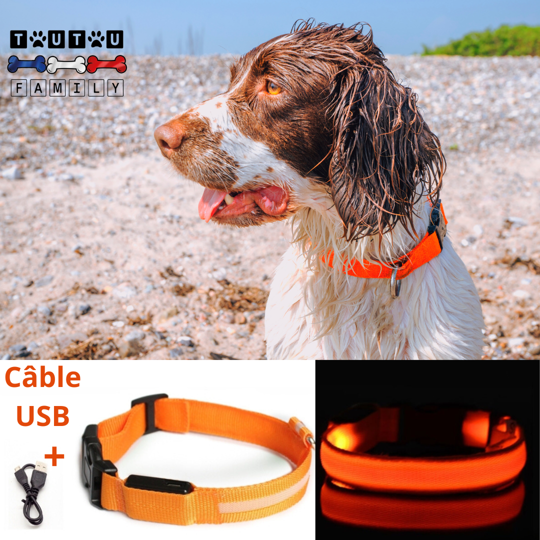 Collier lumineux pour chien - EclairToutou™