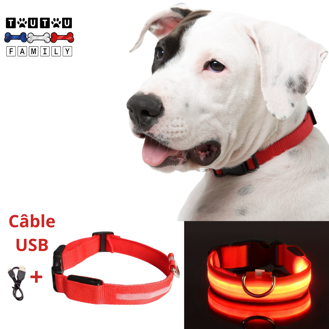 Collier lumineux pour chien - EclairToutou™