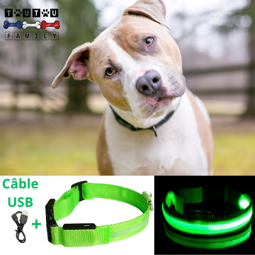 Collier lumineux pour chien - EclairToutou™