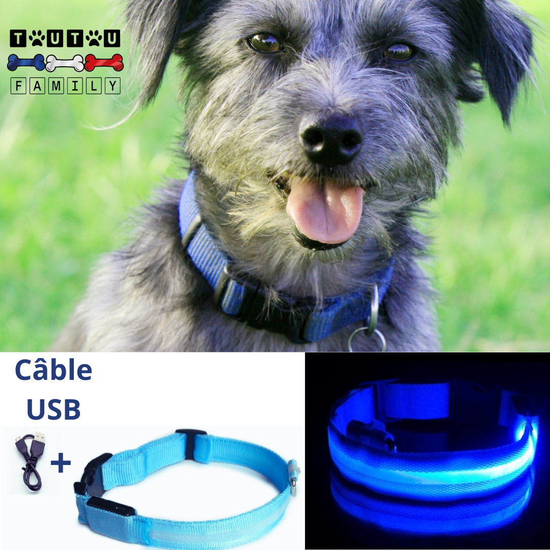 Collier lumineux pour chien - EclairToutou™