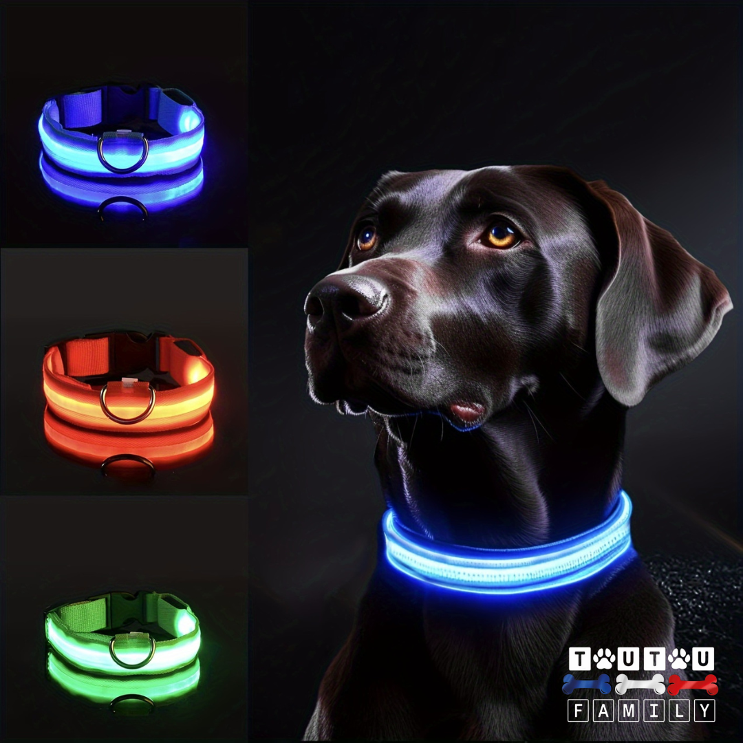 Collier lumineux pour chien - EclairToutou™